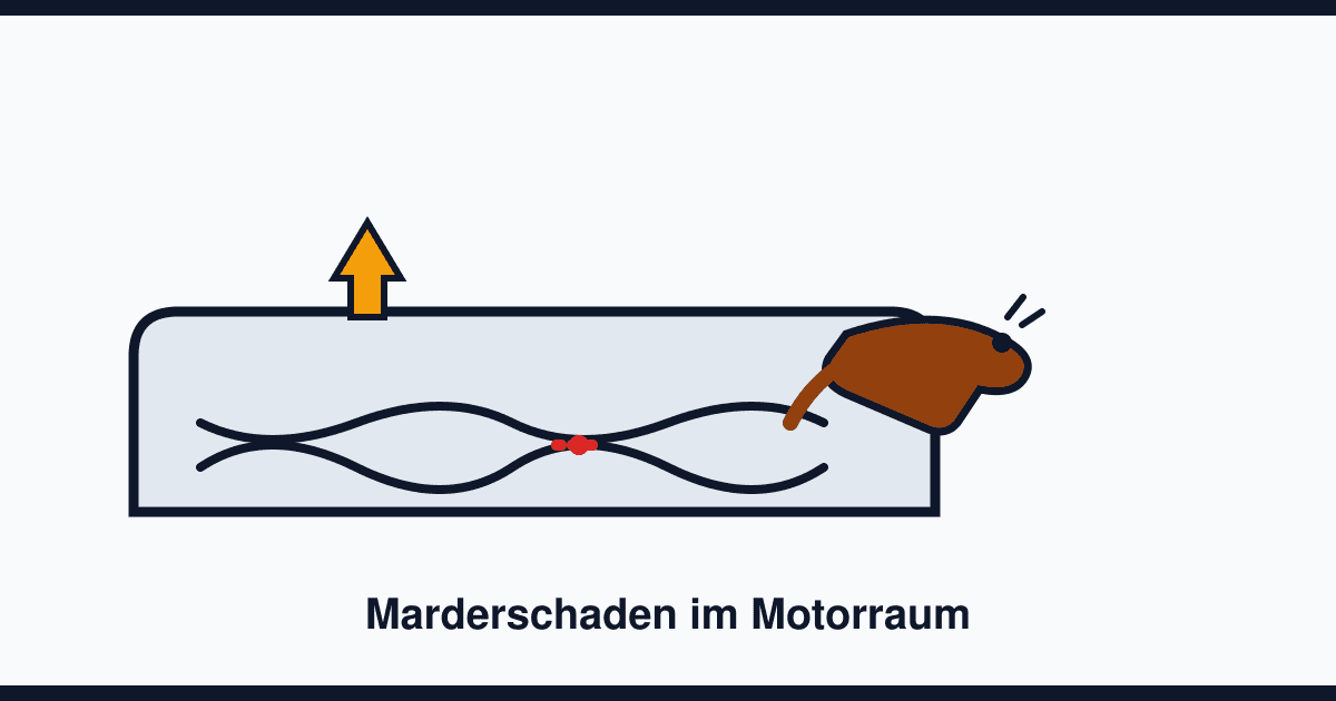 Marderschaden am Auto erkennen: Anzeichen, Versicherung und wirksamer Marderschutz